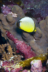 Butterfly Fish and some corals, this shot reminds me of a... by Nicholas Samaras 